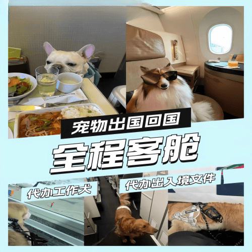 安徽省宠物托运到白俄罗斯宠物入境规定和要求